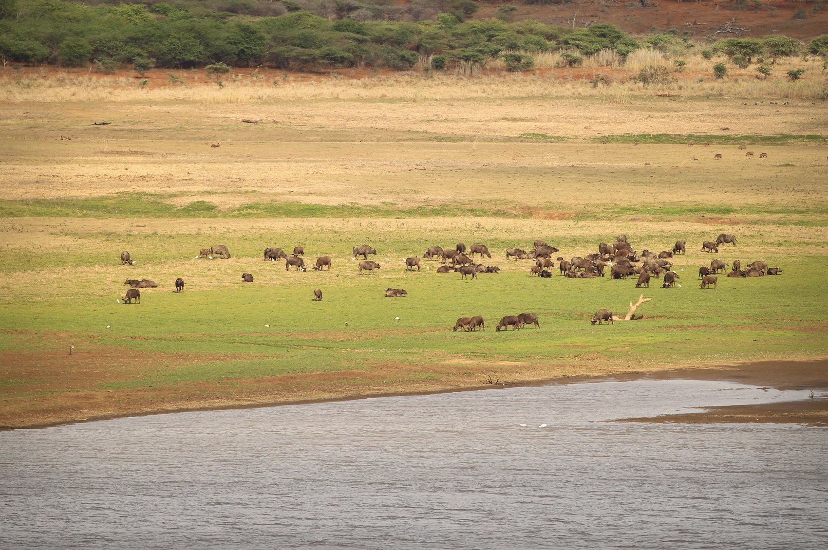 Buffalo Raffle KZN HuntingBuffalo Raffle - KZN Hunting