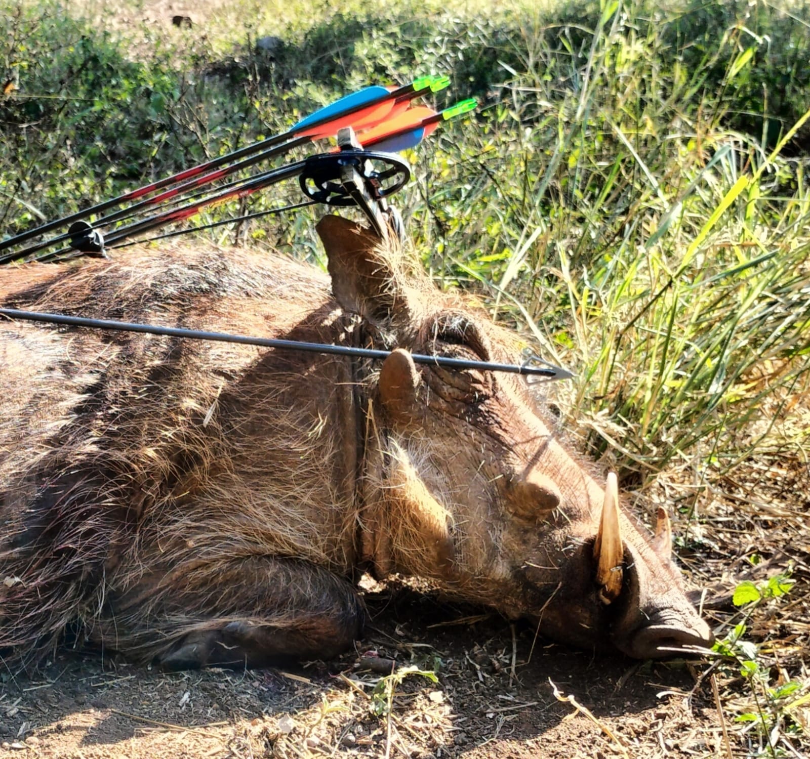Buffalo Raffle KZN HuntingBuffalo Raffle - KZN Hunting